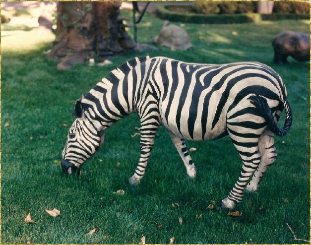Zebra